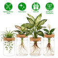 4‑Pack Glass Propagation Stations – Indoor Hydroponic Plant Vases (2 Large + 2 Small)